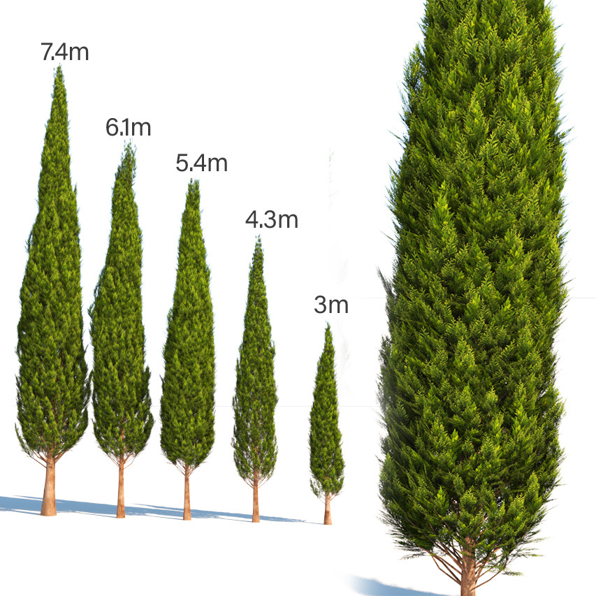 ArtStation - mediterranean cypress | Resources