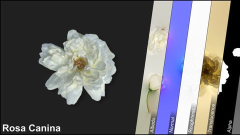 Photometric Scan Vegetation - Rosa Canina - Flower White Kit 1