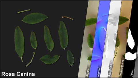 Photometric Scan Vegetation - Rosa Canina - Leaves Kit 1