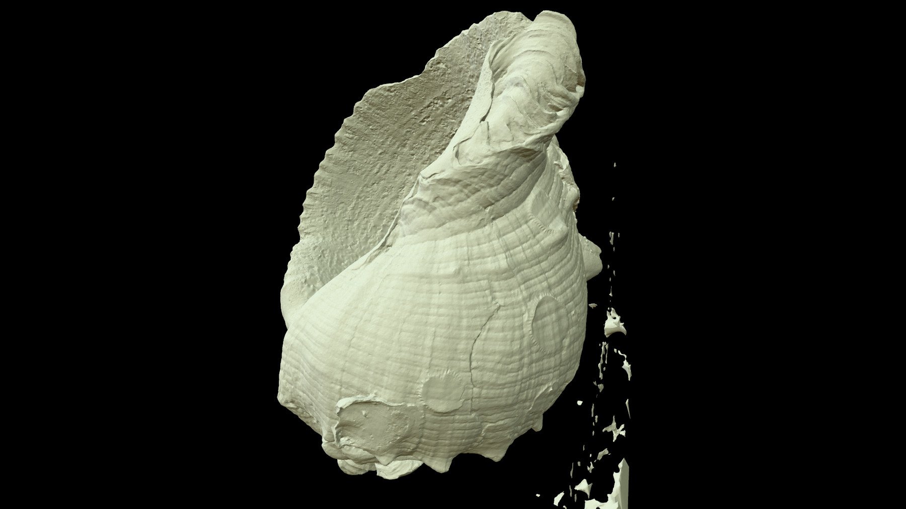 ArtStation - Photoscan_Conch_0008_only HighPoly Mesh (16K Texture ...