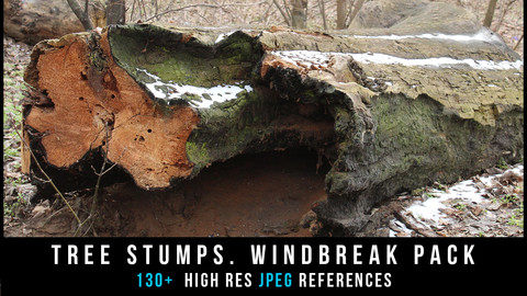 Tree Stumps. Windbreak