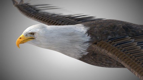Bald Eagle Bird Rigged Low Poly PBR textures