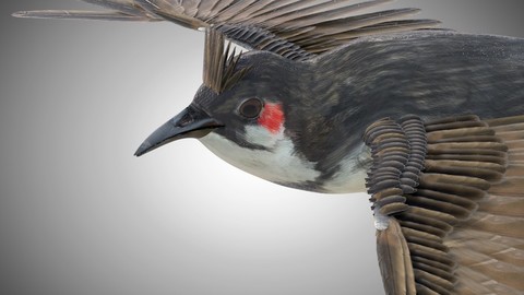 Bulbul Bird Rigged Low Poly PBR Textures