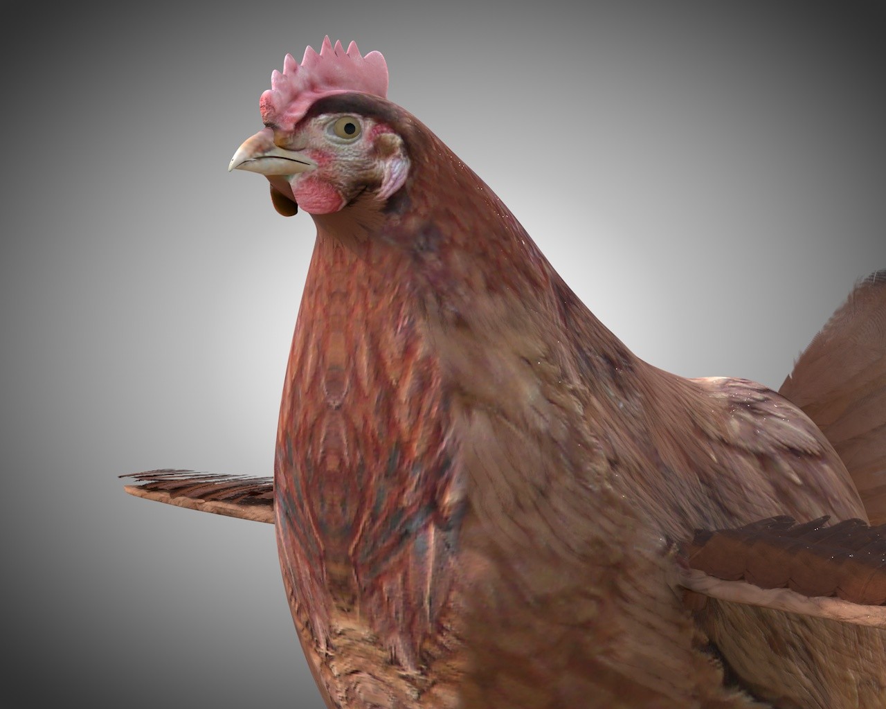 ArtStation Chicken Hen Bird Rigged Low Poly PBR Textures Resources