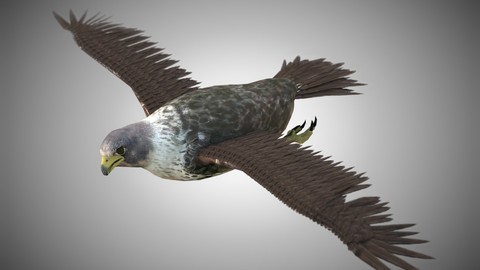 Falcon Bird Rigged PBR