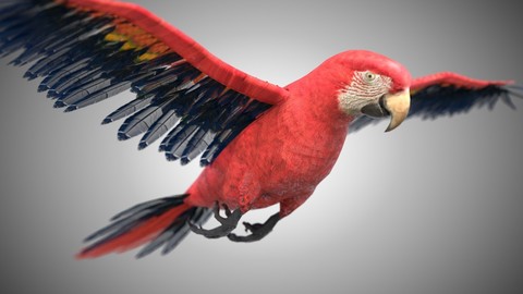 Macaw Parrot Bird Rigged PBR