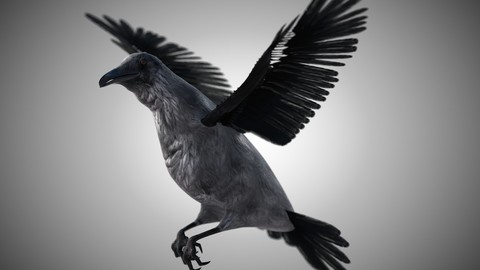 Raven Bird Rigged PBR