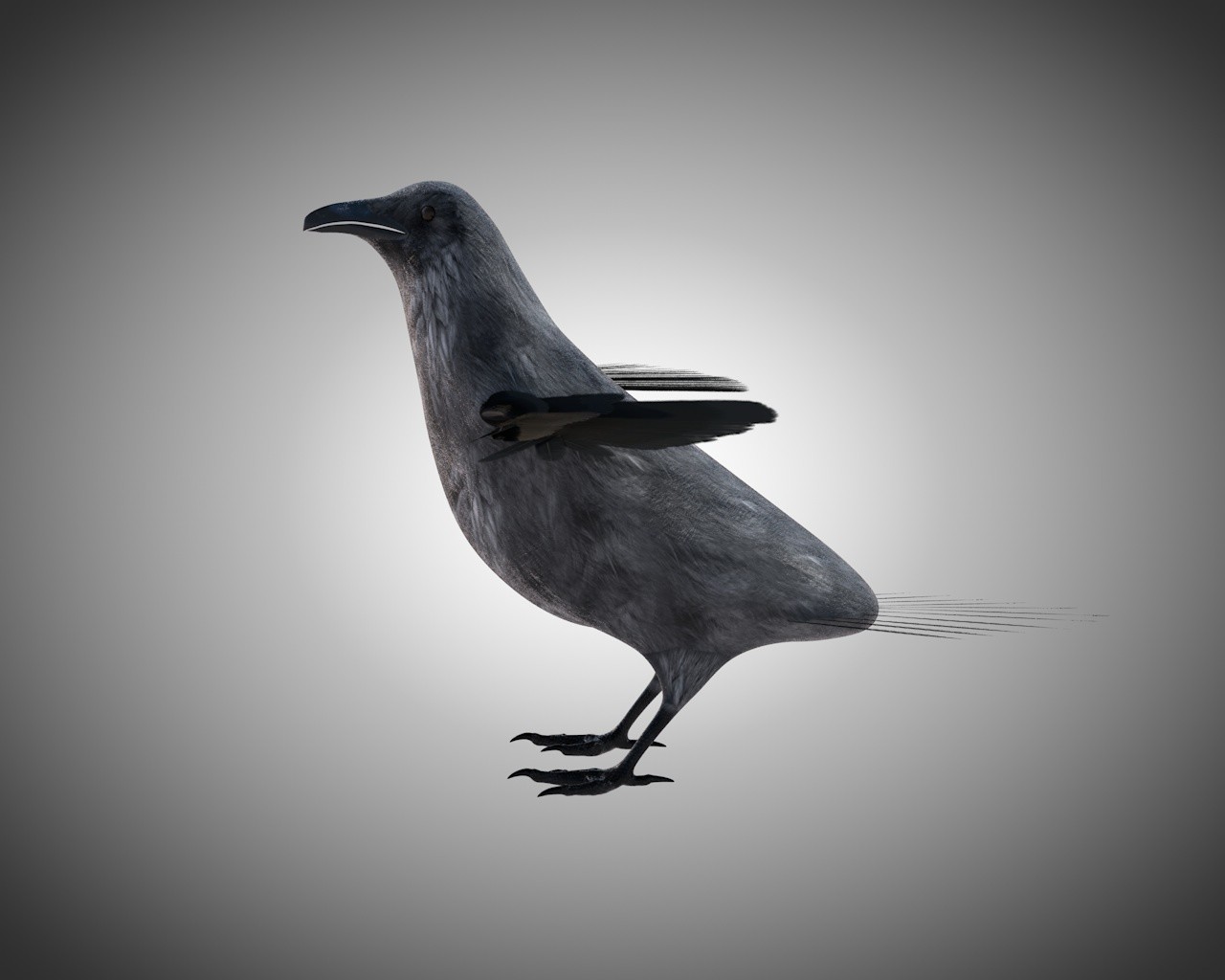 TurboCG 3D Models Raven Bird Rigged PBR