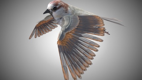 Sparrow Bird Rigged PBR