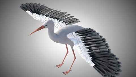 Stork Bird Rigged PBR
