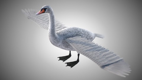 Swan Bird Rigged PBR
