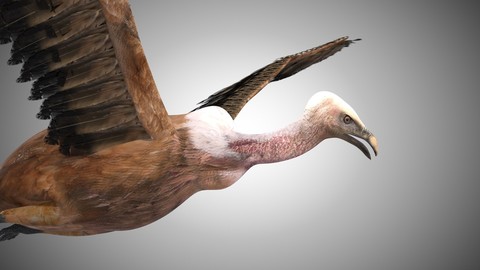 Vulture Bird Rigged PBR