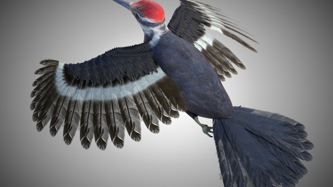 Woodpecker Bird Rigged PBR