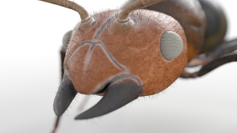 Ant Insect Rigged PBR