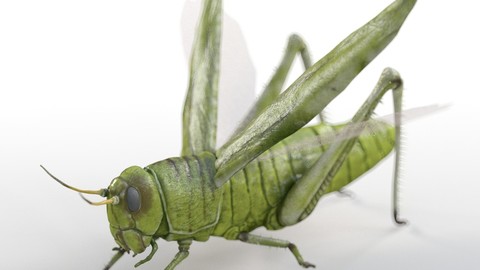 Grasshopper Insect Rigged PBR