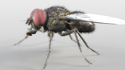 Housefly Insect Rigged PBR