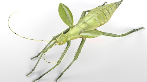 Jungle Nymph Insect Rigged