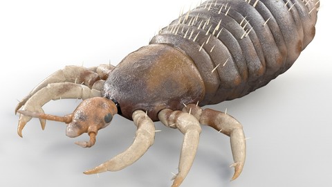 Louse Insect Rigged PBR