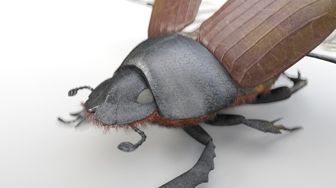 Dung Beetle Rigged PBR