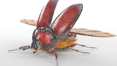 Rhinoceros Beetle Insect Rigged PBR
