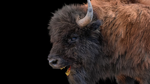 Bison Rigged Hair Fur