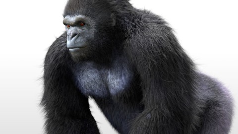 Gorilla Hair Fur Rigged