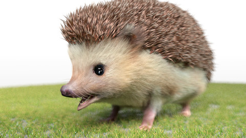 Hedgehog Hair Fur Rigged Animal
