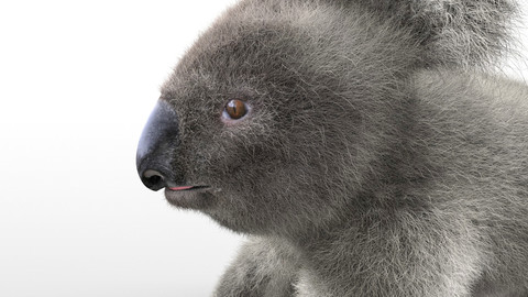 Koala Hair Fur Rigged Animal
