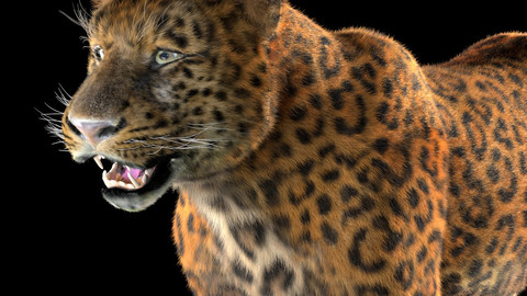 Leopard Hair Fur Rigged Animal
