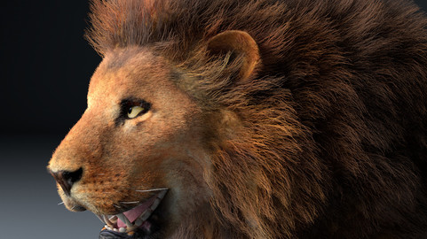 African Lion Hair Fur Rigged Animal