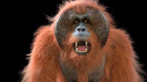 Orangutan Rigged Hair Fur Animal