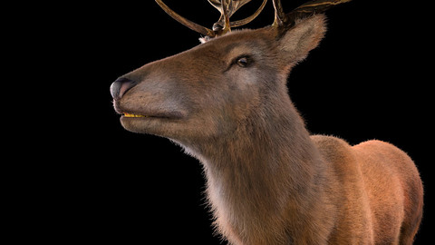 Stag Deer Hair Fur Rigged Animal