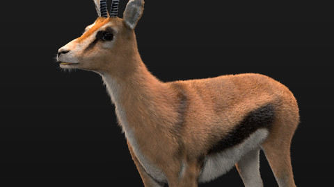 Thompson Gazelle Deer Hair Rigged  Fur Animal