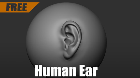 Sample Human Ear