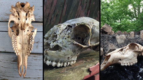 References: Deer Skull