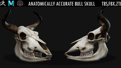 Anatomically Accurate Bull Skull