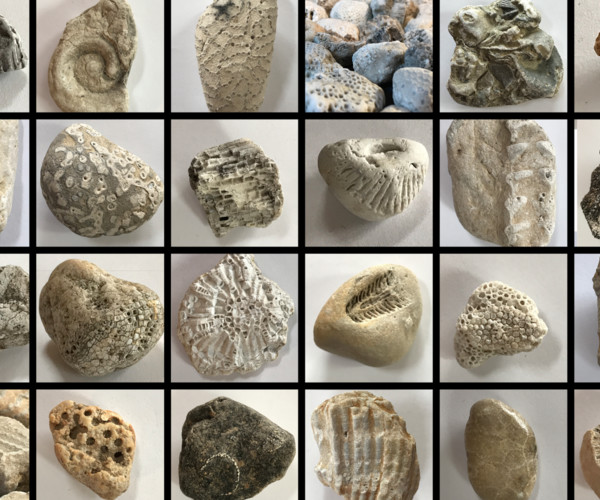 ArtStation - Rocks: Great Lakes- Lake Michigan Fossils | Resources