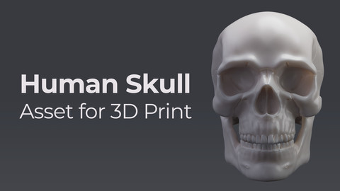 Human Skull - Asset for 3D Print