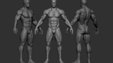 Male Anatomy Figure (Base Mesh)