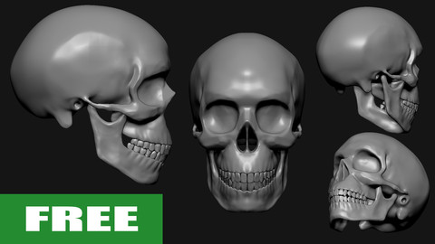 SKULL BASE MESH