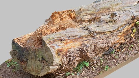 "Brevno" RAW 3D scan + midpoly mesh