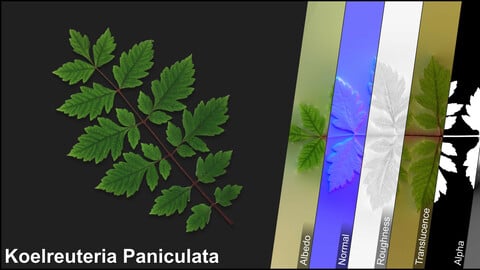 Photometric Scan Vegetation - Koelreuteria Paniculata - Leaves 1