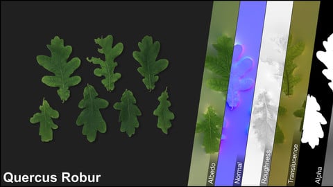 Photometric Scan Vegetation - Quercus  Robur - Leaves 1