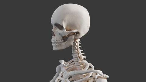 Male human skeleton