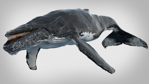 Humpback Whale Rigged