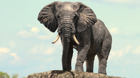 African Elephant Rigged model
