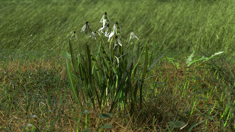 Common Snowdrop Pack