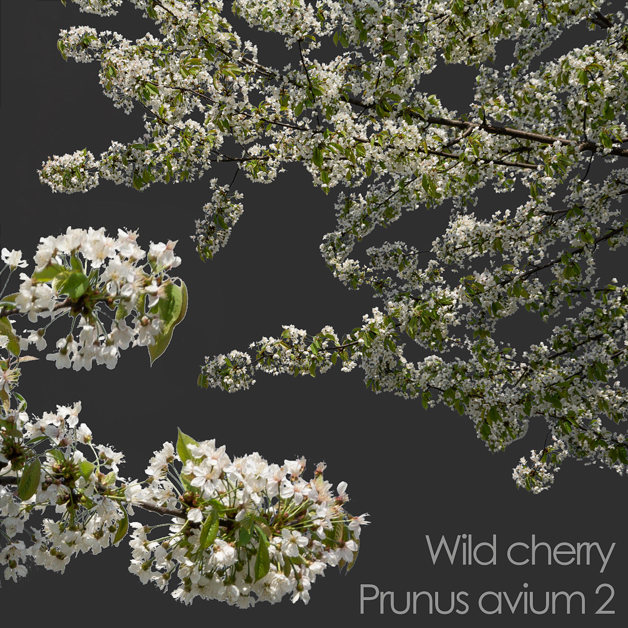 ArtStation - 30 Spring Tree CUTOUTS of Foreground Branches in PNG ...
