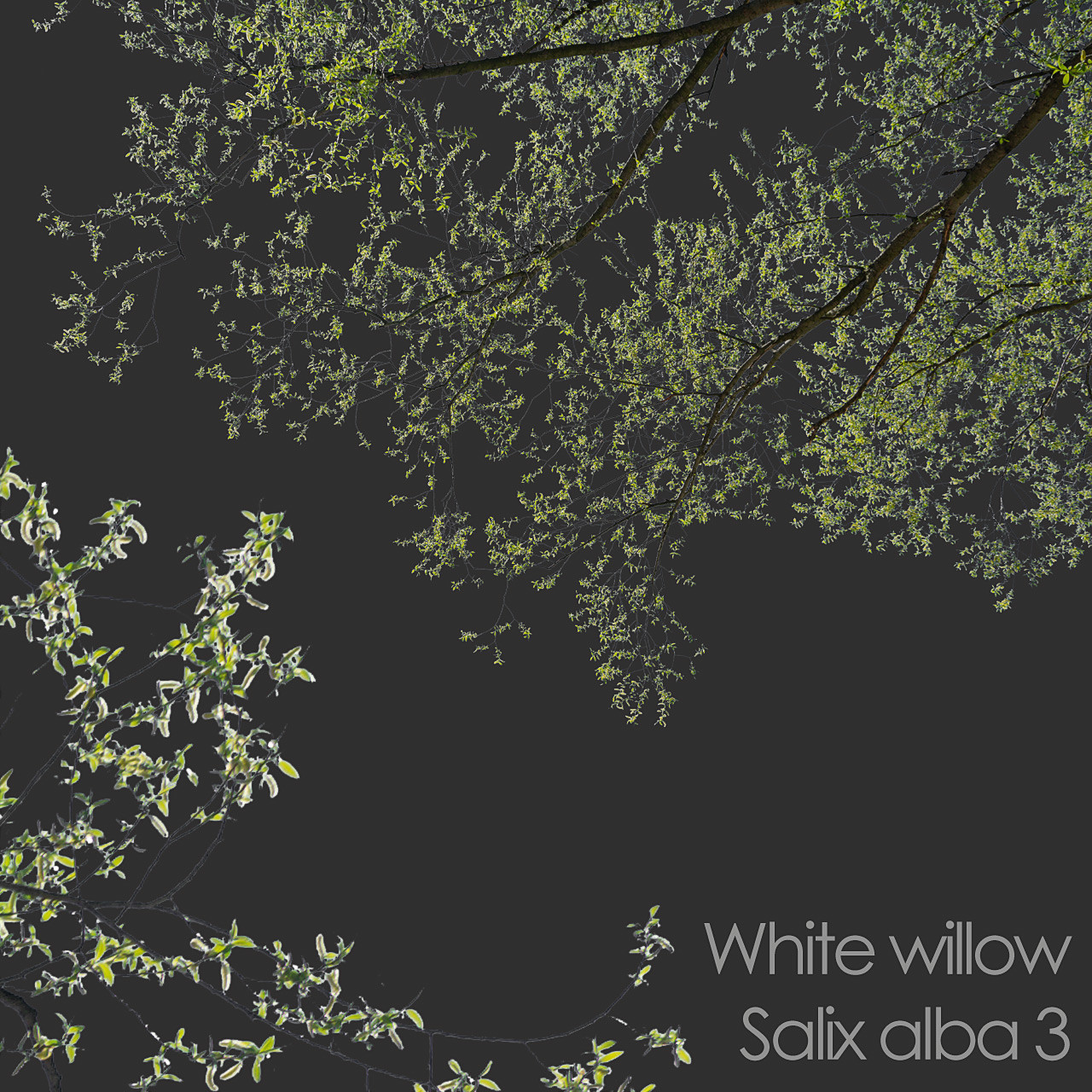 ArtStation - 30 Spring Tree CUTOUTS of Foreground Branches in PNG ...