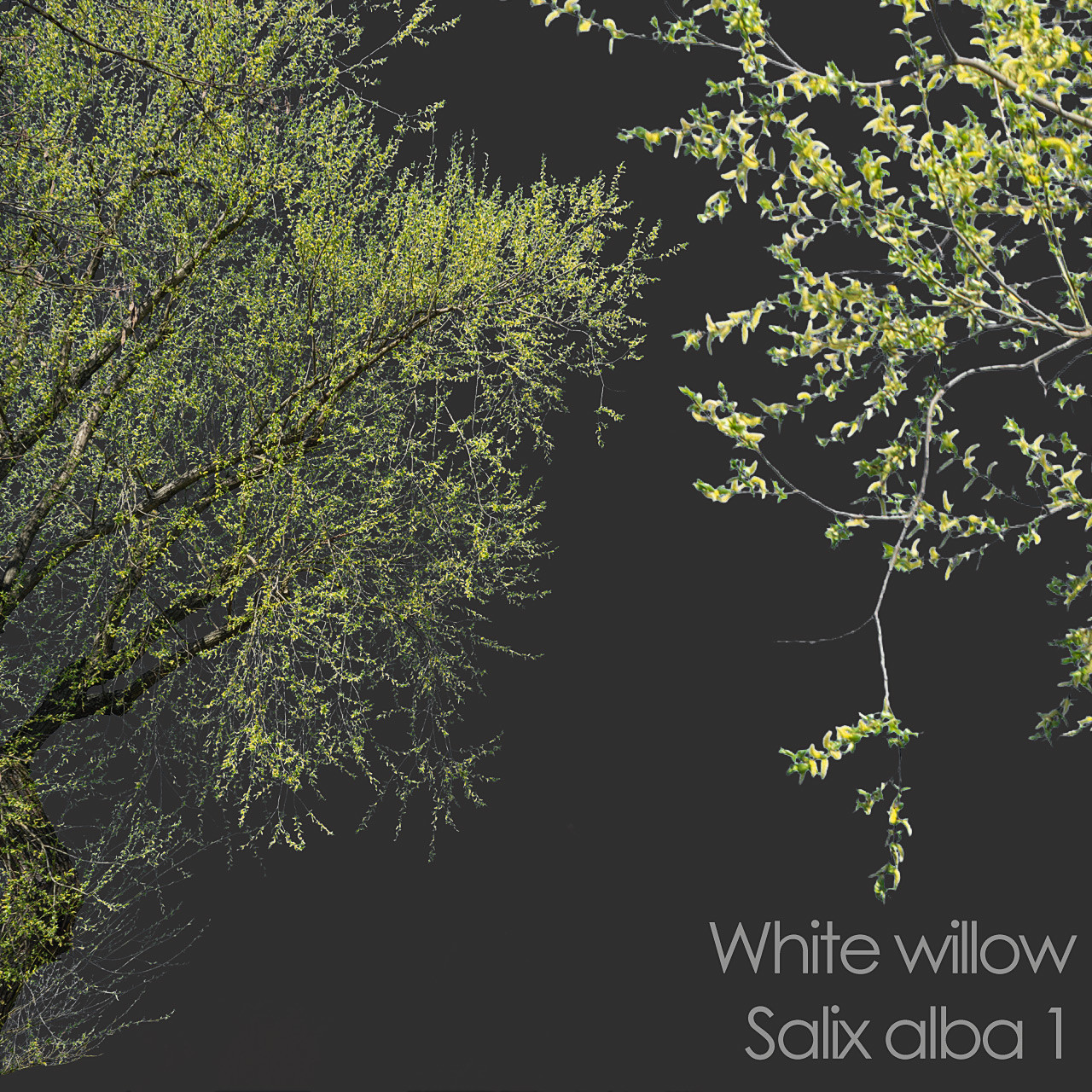 ArtStation - 30 Spring Tree CUTOUTS of Foreground Branches in PNG ...